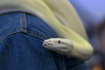 White Snake on a blue jeans jacket background, close-up