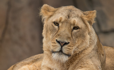 Fototapeta na wymiar Sleepy lioness at the zoo 