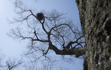 Fototapeta na wymiar 늙은 느티나무의 아름다운 자태