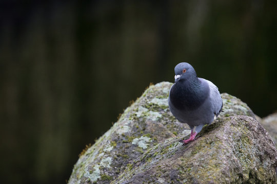 Pigeon climbing a rock