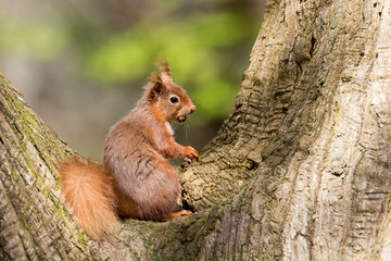 Naklejka na ściany i meble Red Squirrel in Tree
