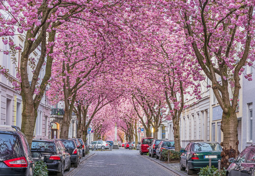 Kirschbl&uuml;te in der Bonner Altstadt