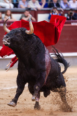 Fighting bull in the air