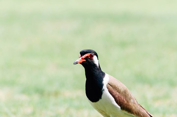 Fototapeta premium Red-Wattle lapwing , bird