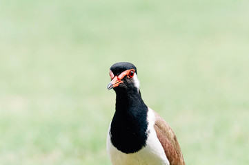 Red-Wattle lapwing , bird