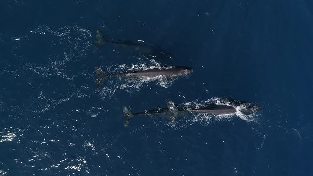 Aerial view of a pod of sperm whales swimming in blue ocean, top down shot