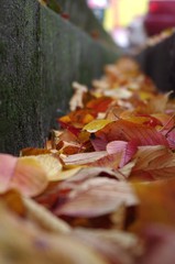 落ち葉