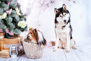 dog with a bow sits in a basket near a Husky dog on the background of a Christmas tree with gifts