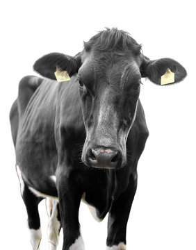 black cow on a white background