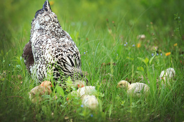 hen grazes together with chickens in the field in the summer in warm weather
