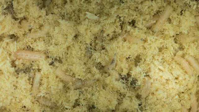 Wiggling maggots of fly in sawdust