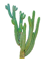 cactus isolated on white background