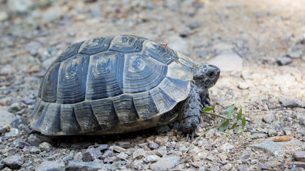 Turtle