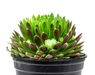 Sempervivum