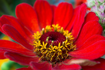 Close up of red zinnia flower, bright autumn bloomer and ornamental garden plant