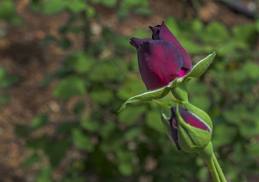 Karag&uuml;l, who grows only in the district of Halfeti of Şanlıurfa in the world, admires people with his color.