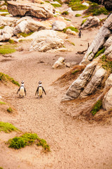 Fototapeta premium Pair of Stony Point penguins takes a walk