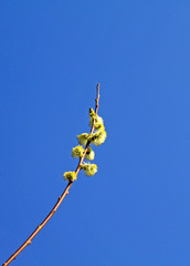 yellow spring buds of pussy-willow on blue sky background