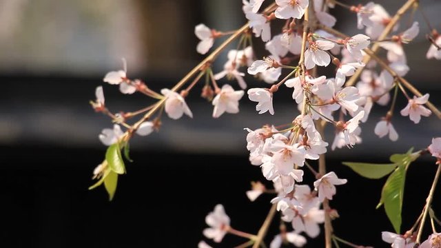 角館　武家屋敷　桜