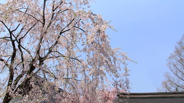 角館　武家屋敷　桜