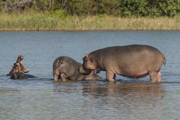 Fototapeta na wymiar Playing Hippopotamus , Kruger National Park , Africa