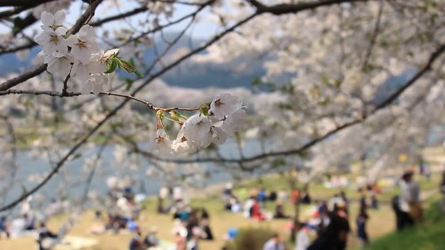花見客 桜 満開