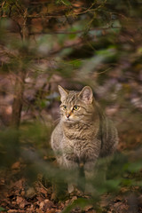Naklejka na ściany i meble Wild cat hunting in the dark forest. Wildlife photography.