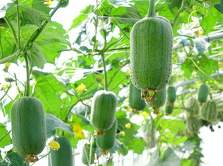 Large Silk Gourds on Vines