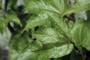 Contrast nature in spring