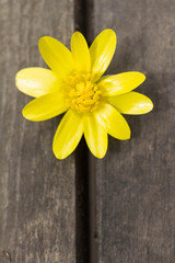 small yellow flower in the crack of an old wooden table