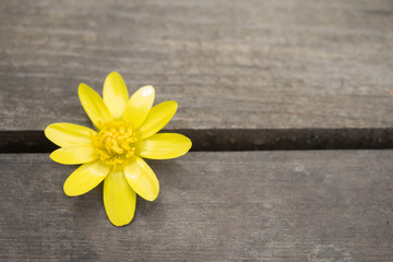 small yellow flower in the crack of an old wooden table