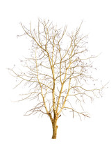 dry tree
