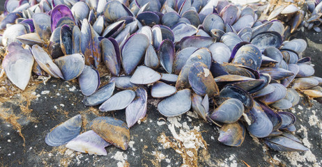 Mollusk shells stuck to the surface of the fender.