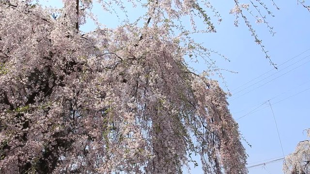 角館　武家屋敷　桜