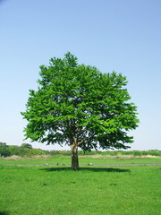 Fototapeta na wymiar 草原の桂の木