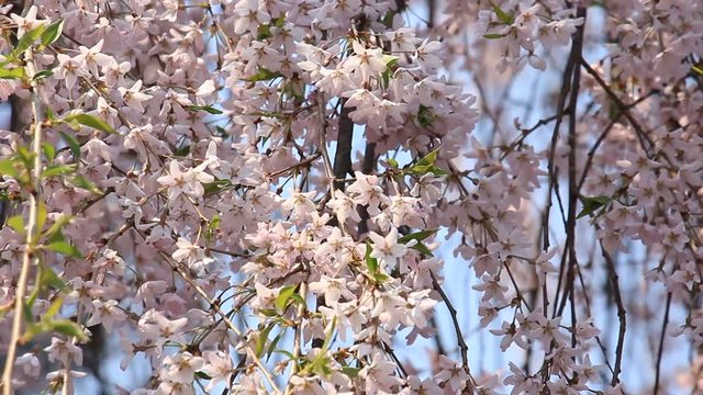 角館　武家屋敷　桜