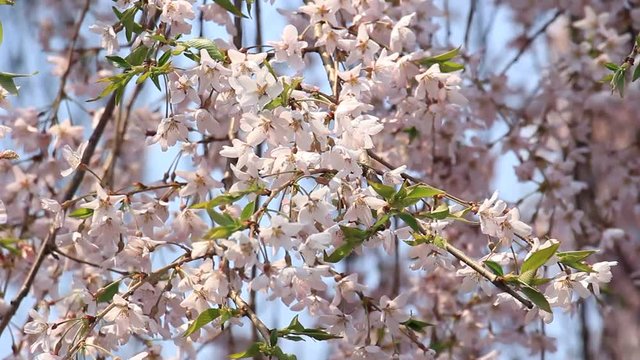 角館　武家屋敷　桜