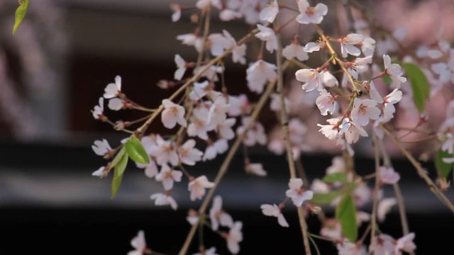 角館　武家屋敷　桜