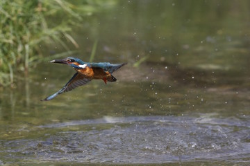 Martin pescatore in volo (Alcedo atthis)