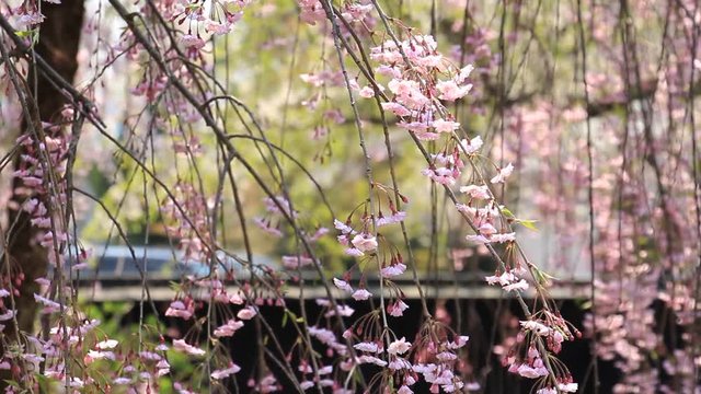 角館　武家屋敷　桜
