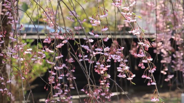 角館　武家屋敷　桜