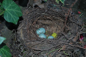 Bird's Nest 