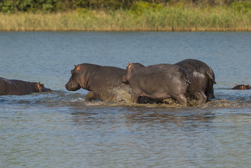 Playing Hippopotamus , Kruger National Park , Africa