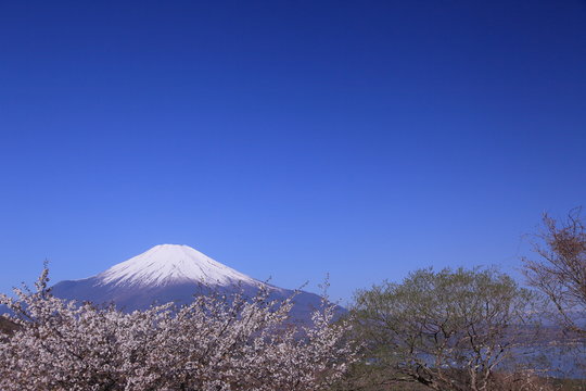 丘から見下ろした富士山と山桜