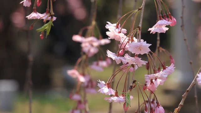 角館　武家屋敷　桜