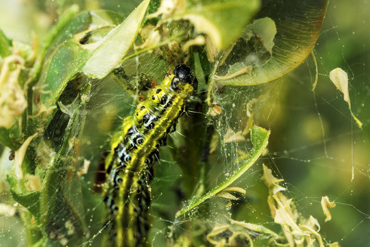 Buchsbaumz&uuml;nsler bei der "Arbeit" im Garten