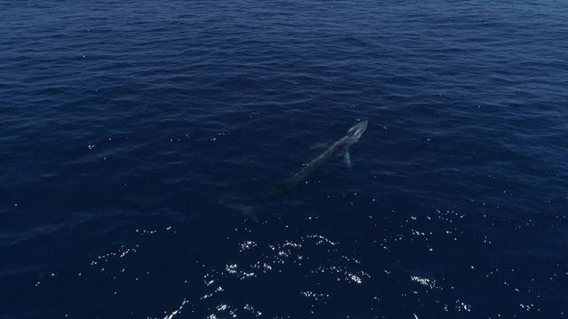 Aerial view of fin whale swimming in blue ocean, medium wide traveling shot