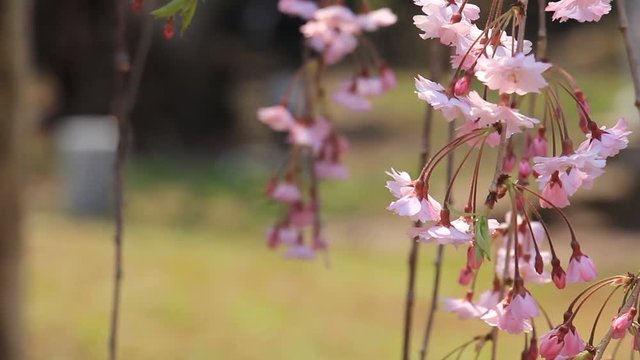 角館　武家屋敷　桜