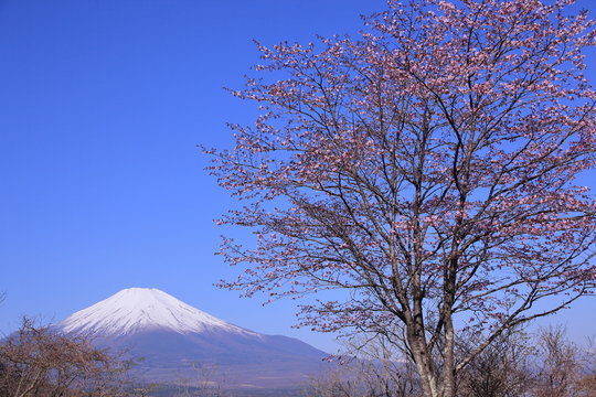 ピンクの山桜と富士山