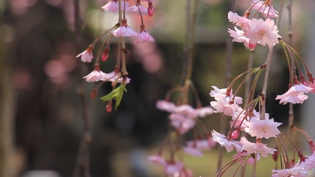 角館　武家屋敷　桜